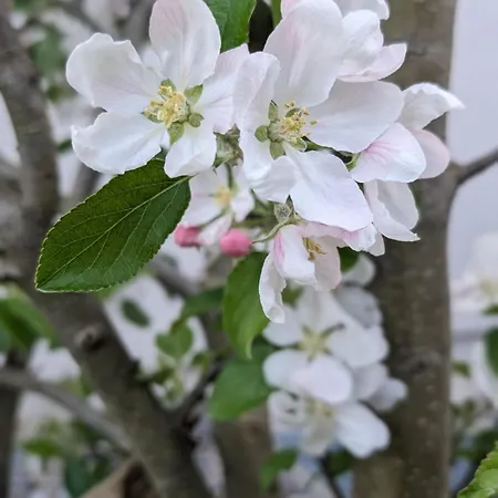 Kinderlachen 瓦瑟堡